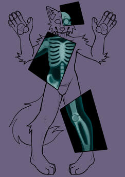 X-RAY | FURRY VERS |